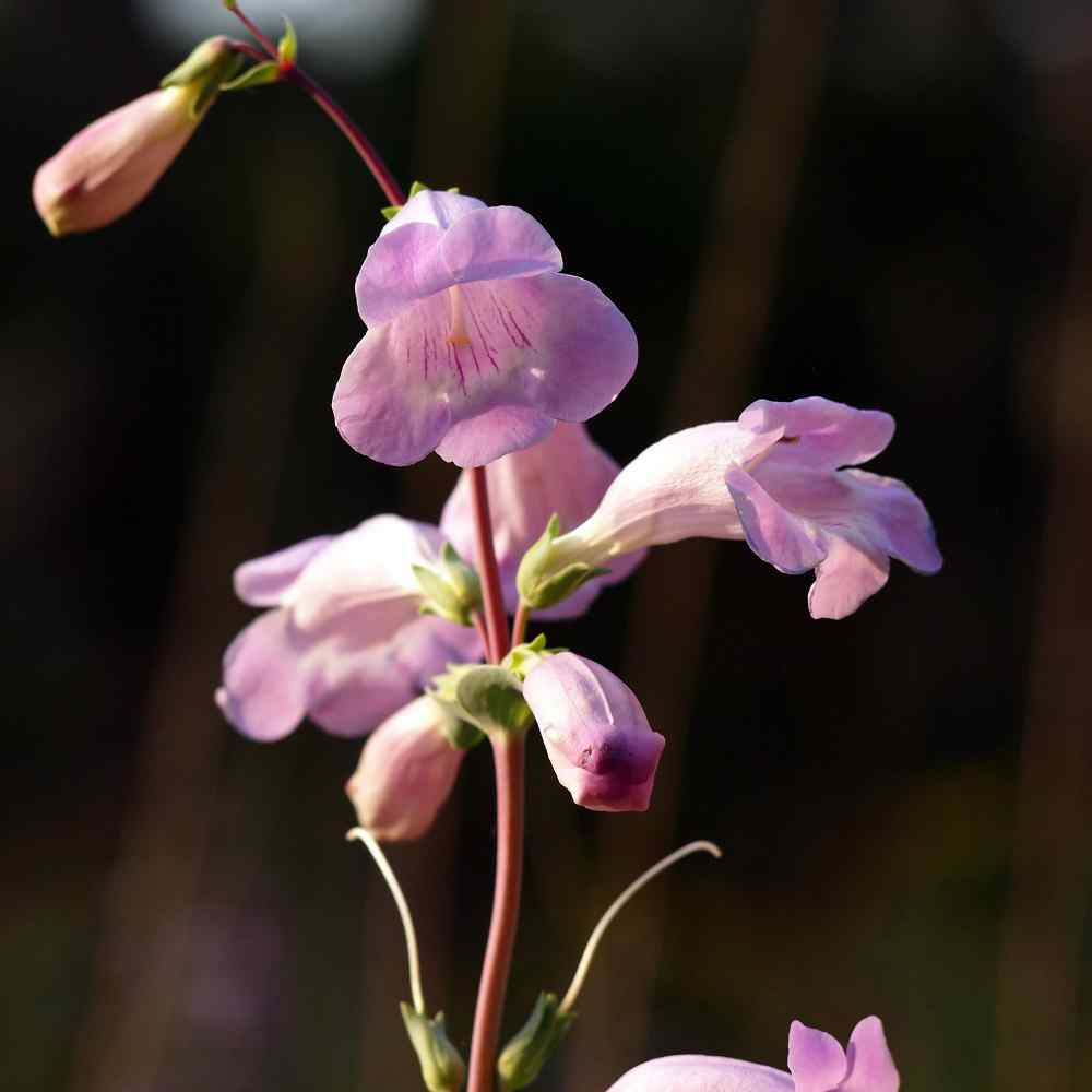 Penstemon Shell Leaf Drought Resistant Garden Flower Plant Seeds