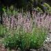 Large Beardtonge Wildflowers