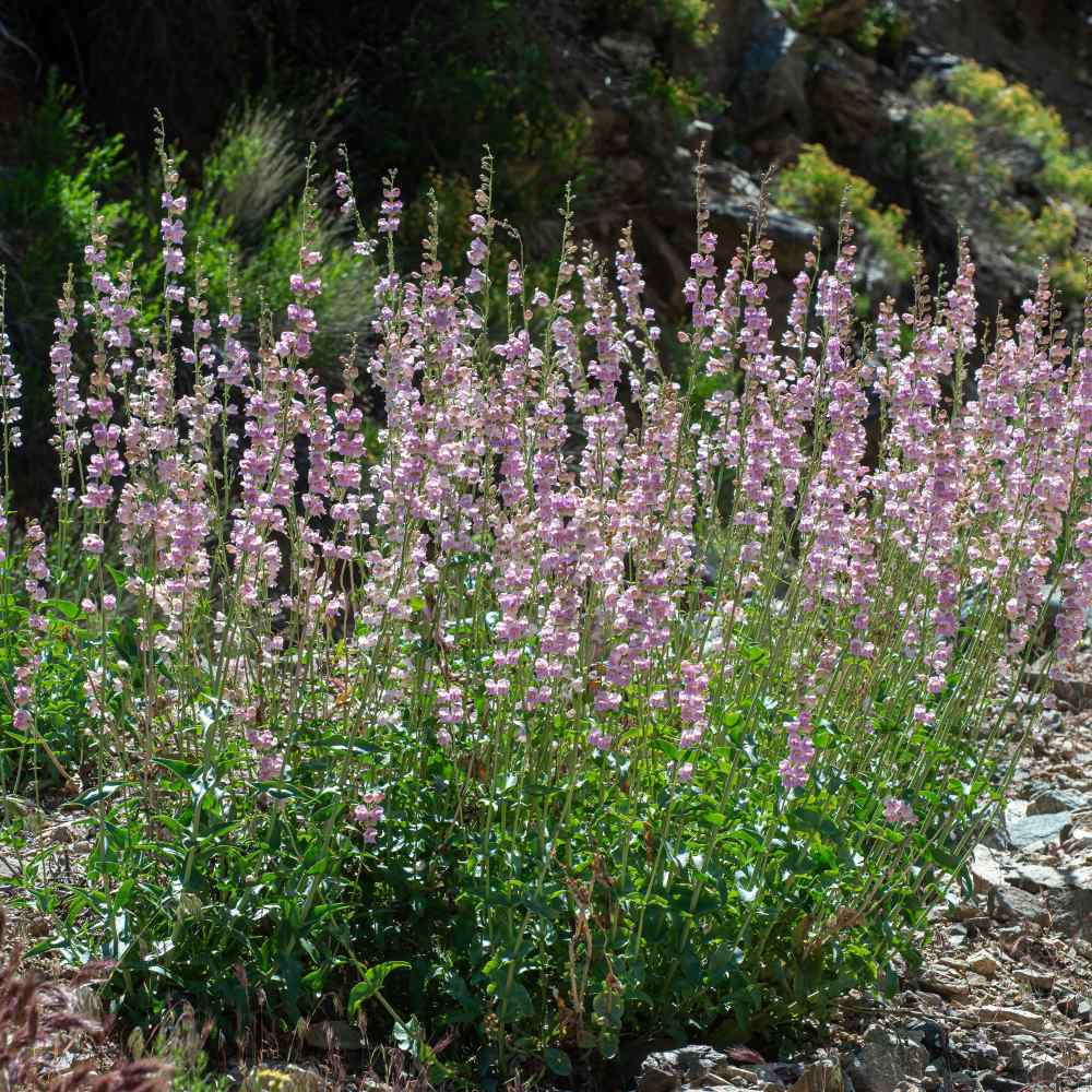 40 PENSTEMON SHELL LEAF DEER RESISTANT/ RARE LARGE BEARDTONGUE FLOWER SEEDS 40 PENSTEMON SHELL LEAF DEER RESISTANT/ RARE LARGE BEARDTONGUE FLOWER SEEDS