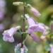 Penstemon Shell-leaf Wild Flowers