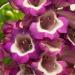 Penstemon Hartwegii Arabesque Violet Flower Seeds