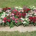 Pentas Flower Garden