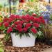 Pentas Red Plants