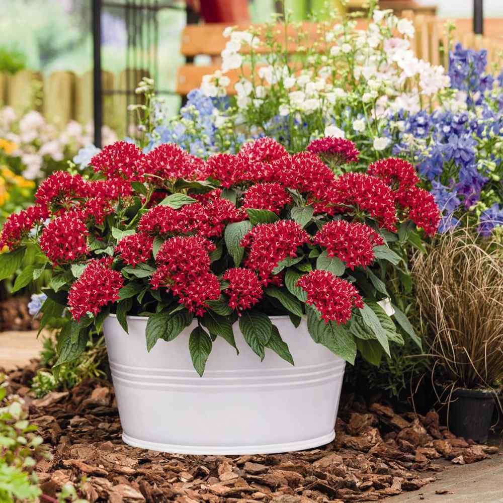 Pentas Seed | Red