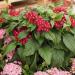 Pentas Flower Garden