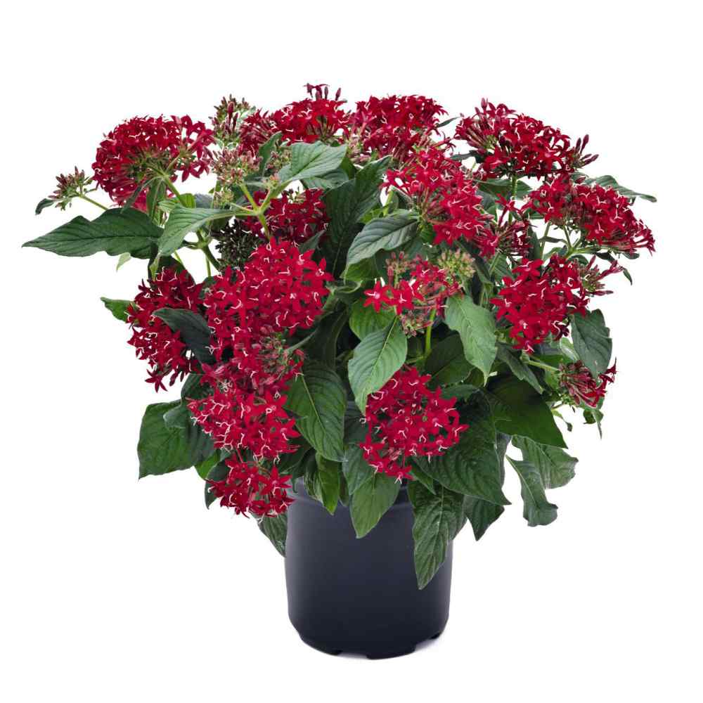 Pentas Seed Pentas Graffiti Bright Red Flower Seeds