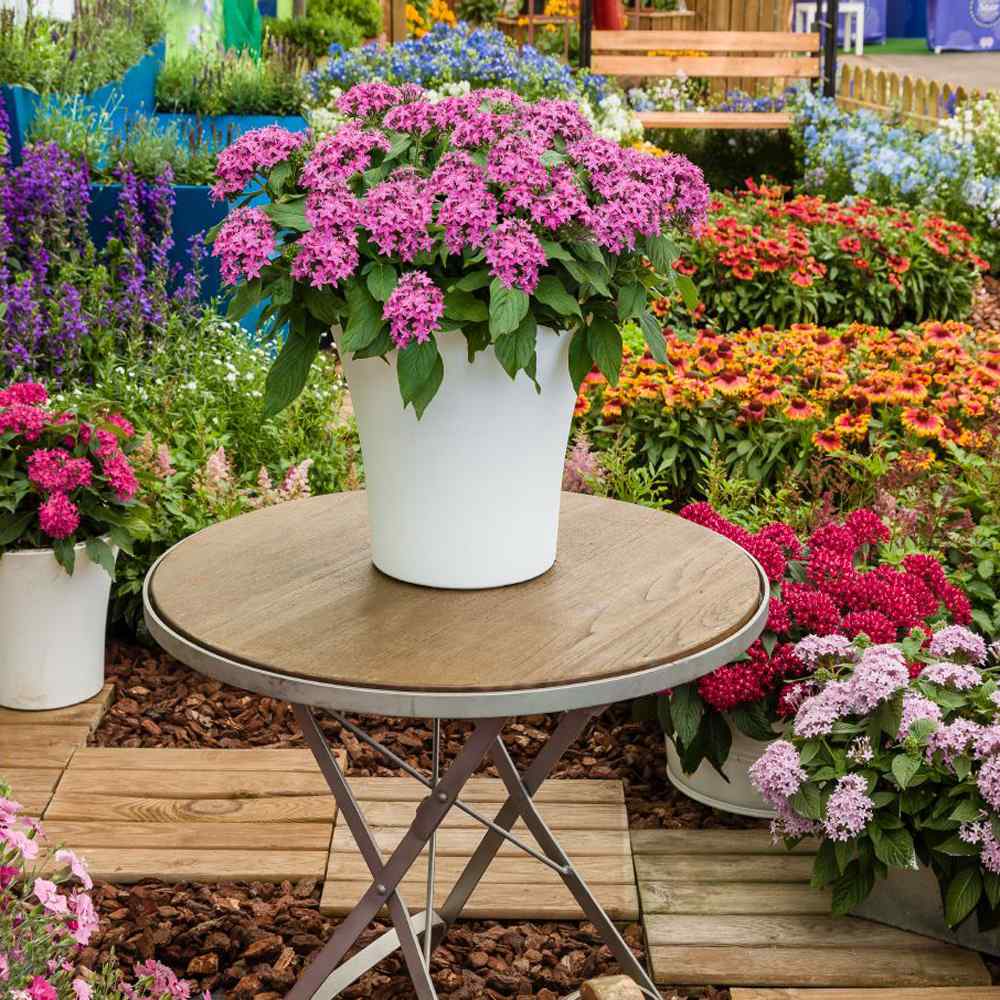 Pentas Violet Plants