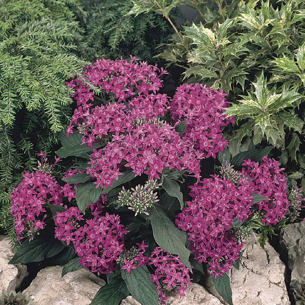 Pentas Violet Flowers