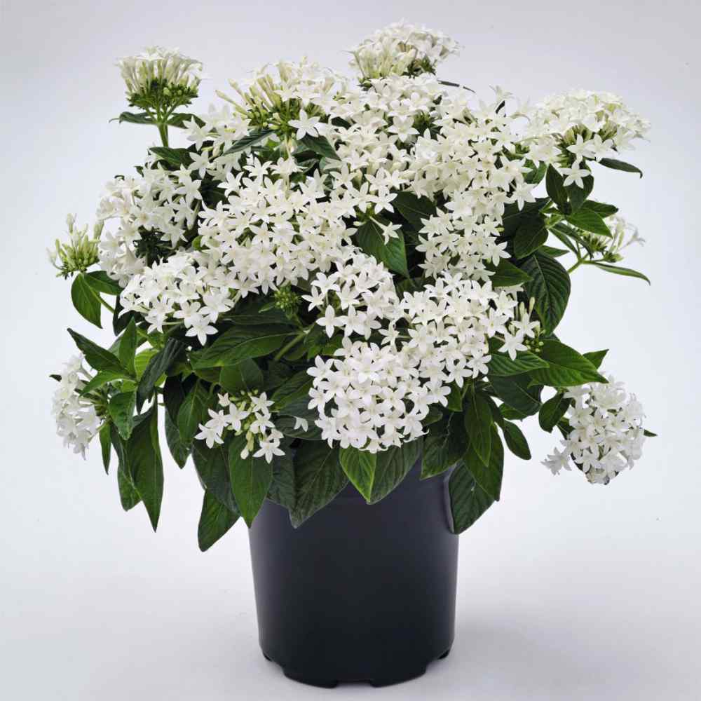 Pentas White