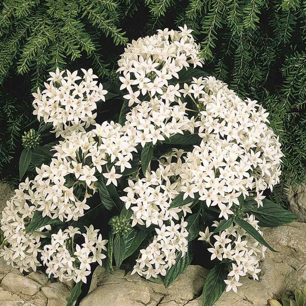 Pentas White