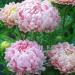 Aster Paeony Apricot Flowers