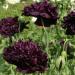 Peony Black Flowers