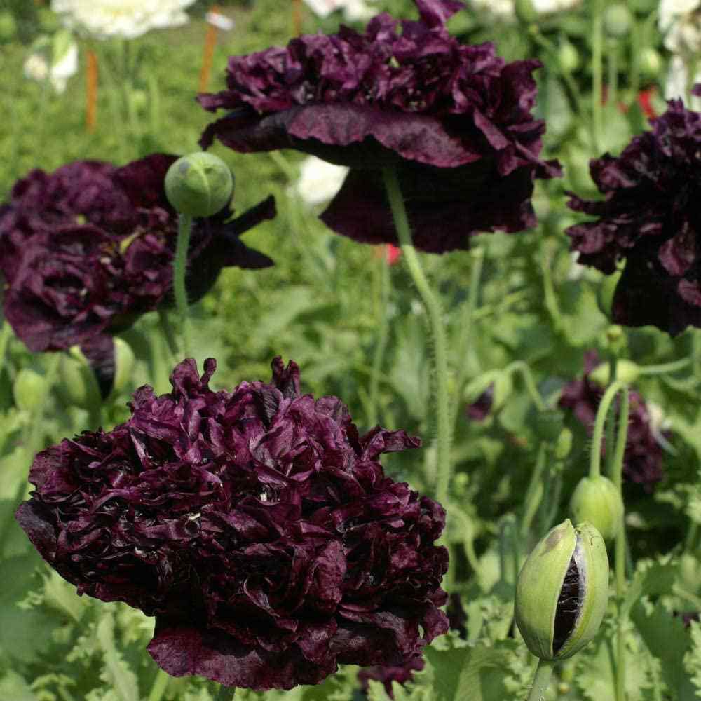 Peony Seeds Black Peony Poppy Flower Seed
