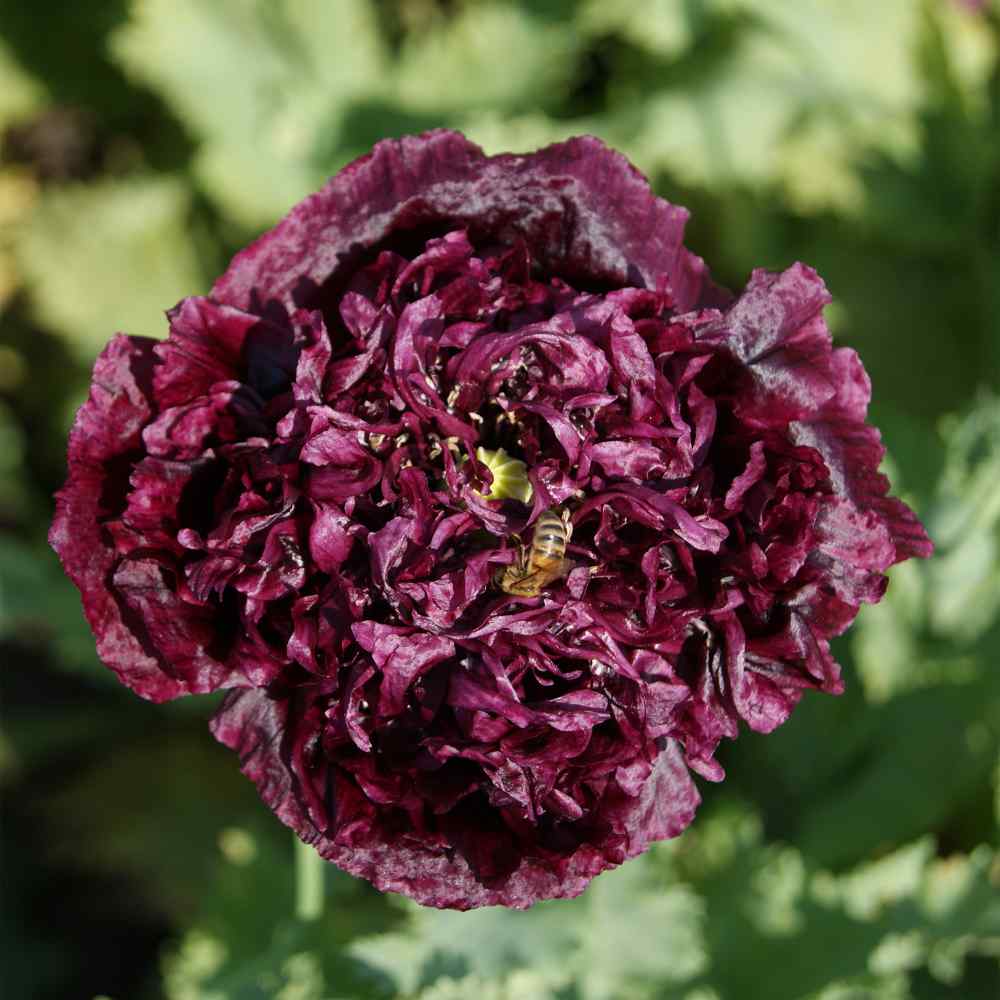 Naked Sword And The Tree Peony Of Black Peony Seeds - Black Peony Poppy Flower Seed
