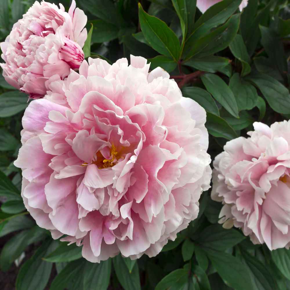 Peony Seeds Pale Rose Peony Poppy Flower Seed