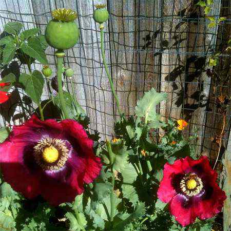 Poppy Pepperbox