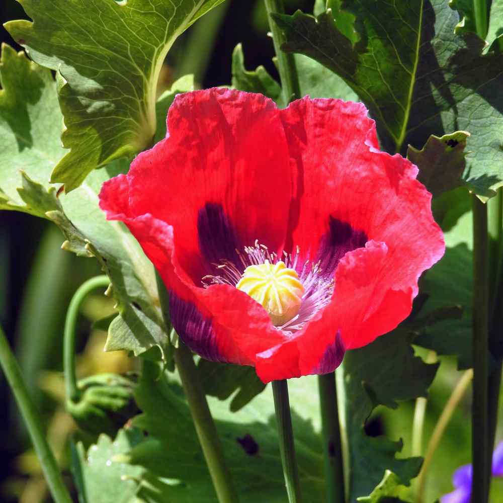 Papaver Somniferum Pepperbox Poppy Garden Flower Seeds