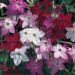 Nicotiana Perfume Flower Seed Mix