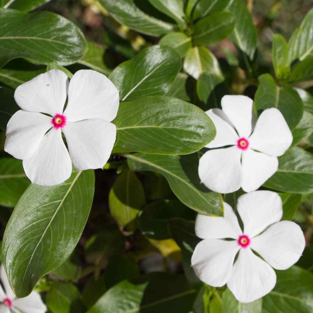 Drought Tolerant Periwinkle Vinca Rosea Bright Eyes Ground Cover Plant Seed