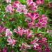 Alstroemeria Peruvian Lily Devotion Flowers