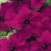 Petunia Burgundy Flowers