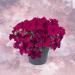 Petunia Burgundy Container Plant