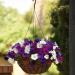 Wave Petunia Great Lakes Mix