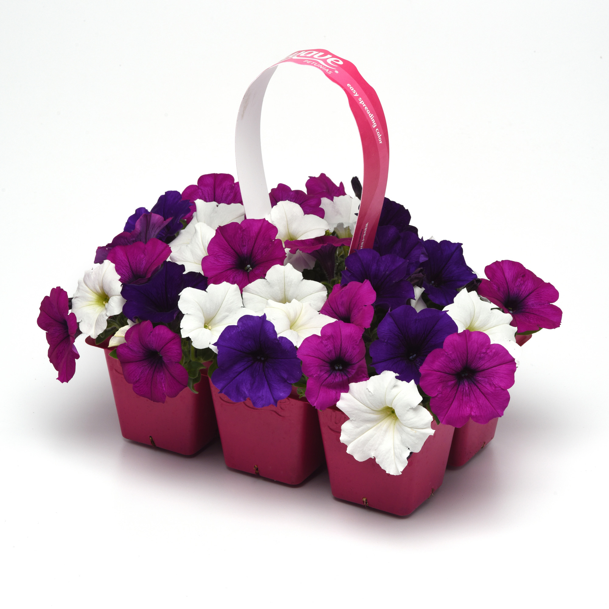Wave Petunia Great Lakes Flower Seed Mix