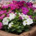 Petunia Hybrida Mix