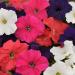 Petunia Hybrida Flower Mix