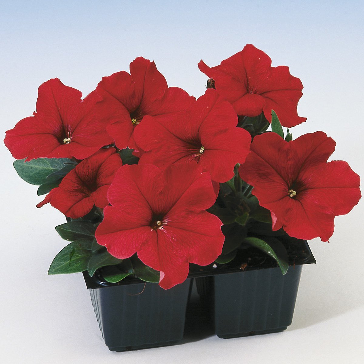 Striking Red Blooms