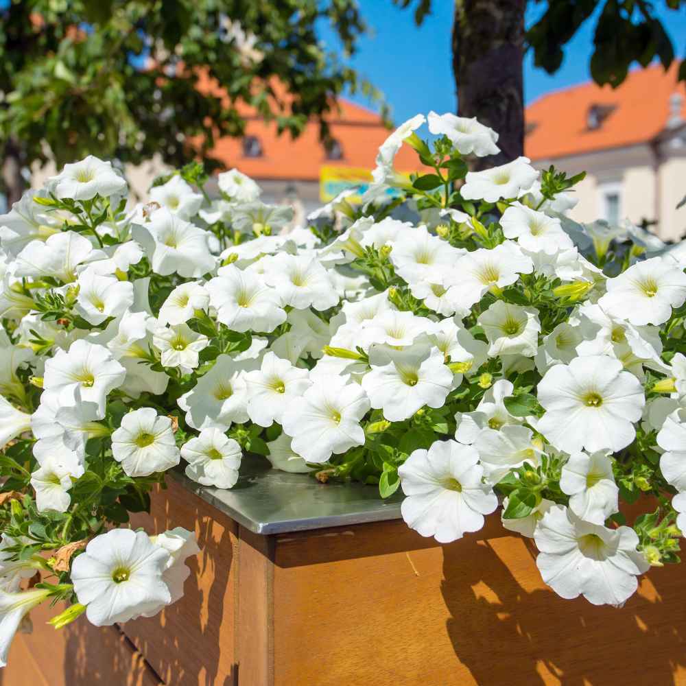 Image of Petunia white annual flower