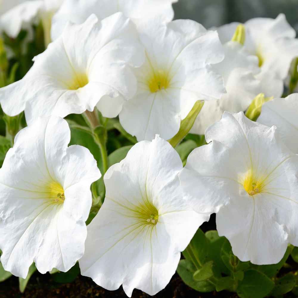 Petunia Multiflora Seeds - White Petunia Flower Seed