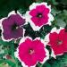 Petunia Multiflora Picotee Flower Mix