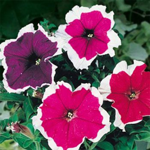 Petunia Multiflora Seeds | Picotee