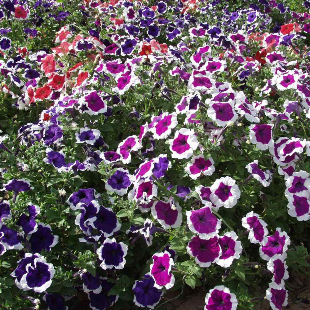  These Lovely Annuals...