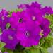 Petunia Multiflora Violet Flowers