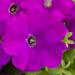 Petunia Multiflora Quinto Violet Flowers