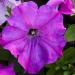 Petunia Multiflora Quinto Violet Garden Flowers