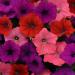 Easy Wave South Beach Petunia Flower Seed