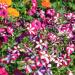 Petunia Multiflora Star Flowers Mix
