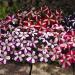 Petunia Multiflora Star Flower Garden Mix