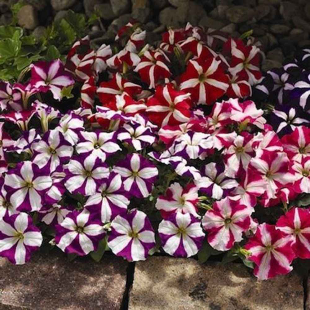 Petunia Multiflora Seeds | Star