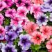 Petunia Multiflora Veined Flower Seed Mix