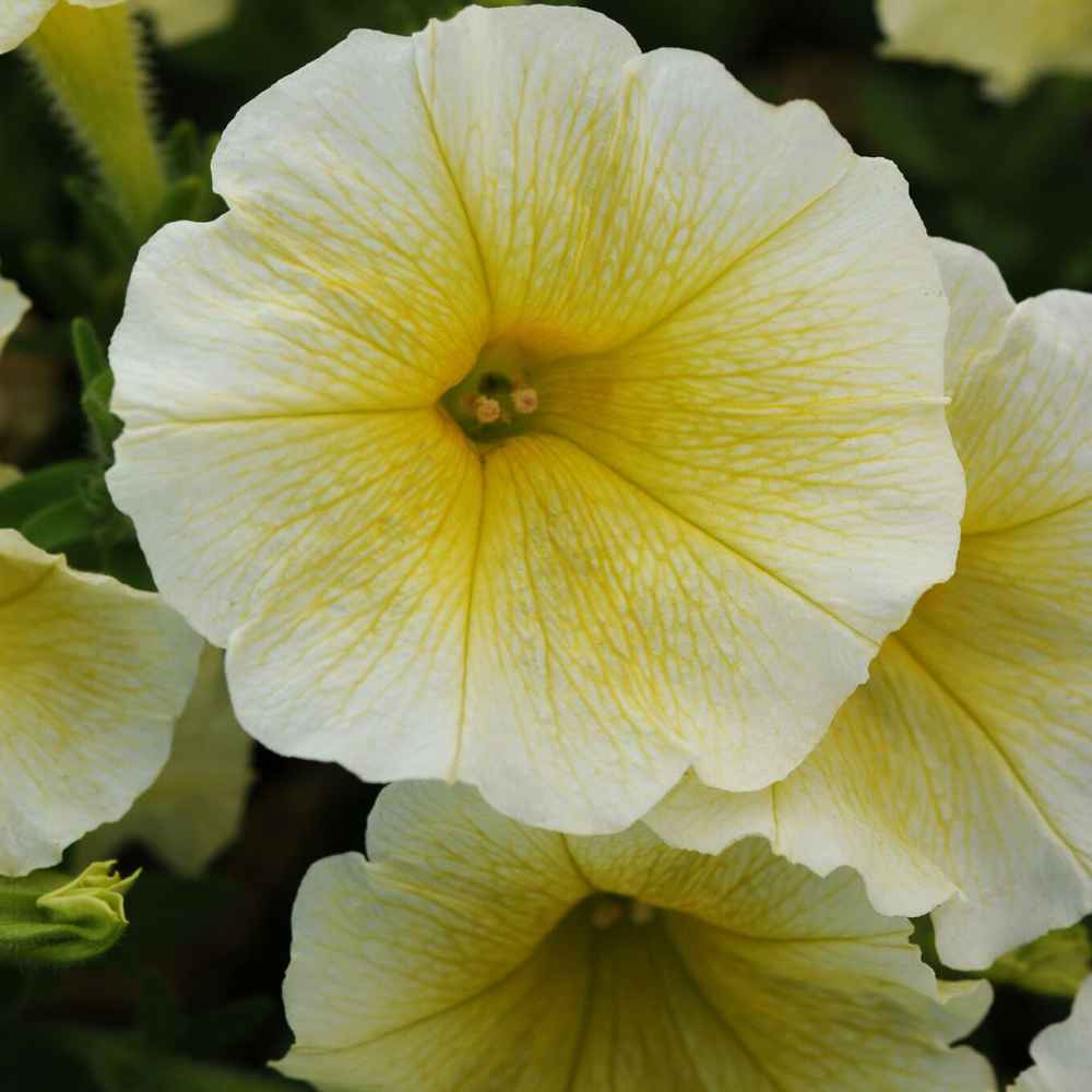 Petunia Grandiflora Seed Yellow Petunia Flower Seeds