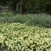 Petunia Grandiflora Yellow Flower Garden