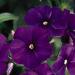 Phlox 21st Century Blue Flower Seeds