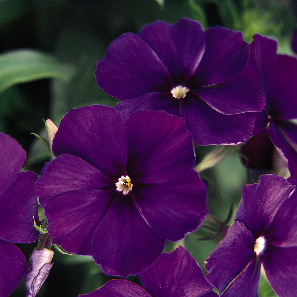 Phlox 21st Century Blue Flower Seeds