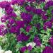 Phlox 21st Century Blue Garden Flower Seeds