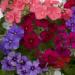 Drummondii Phlox Flower Seed Mix